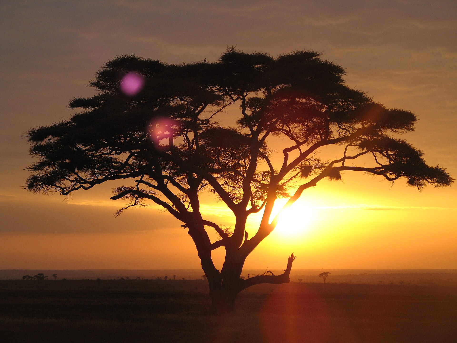 Golden-hour sky over the African savanna