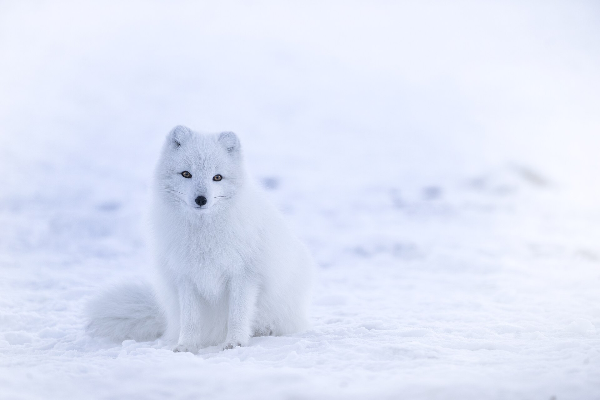 An Arctic fox in a snowy winter landscape